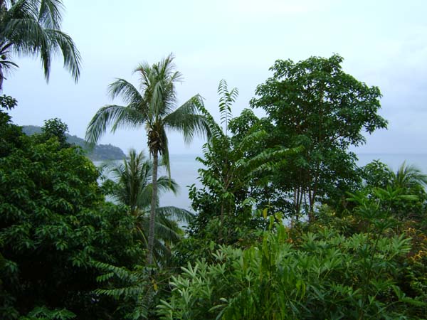 FAUNE & FLORE de Koh Chang : L'Éden Tropical de la Biodiversité 🌴🦋🌿�️, Explorez les Merveilles Sous-marines de la  Thaïlande avec le centre de plongée 5 étoiles Dive Académy Thailand Diving Pattaya Thaïlande Asie, sejour koh chang, centre de plongée Koh Chang🌊🏝, visite de Koh Chang